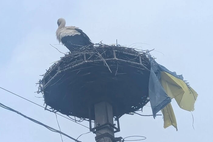 Na Zakarpaciu bocian przyniósł flagę Ukrainy do gniazda