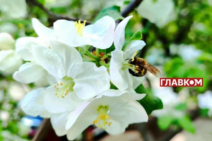 W Ukrainie bez opadów: pogoda na 28 kwietnia