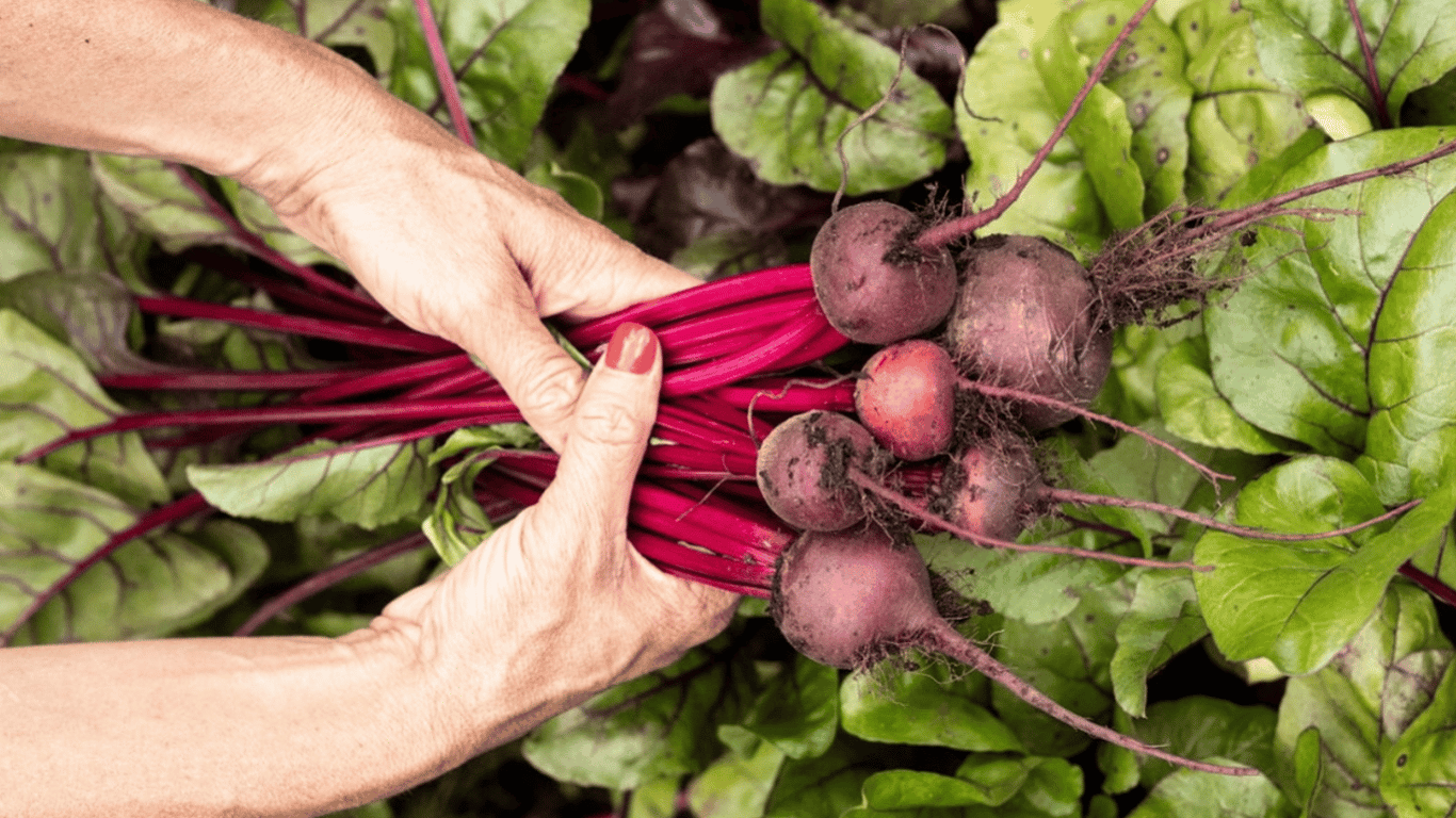 How to fertilize beets in the garden in July 2025 - the best fertilizers