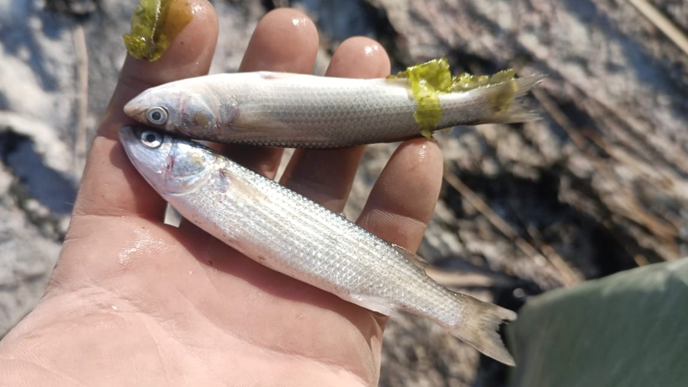 In der Region Odessa stirbt massenhaft Fisch - was ist die Ursache